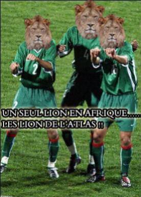 c'est les lions