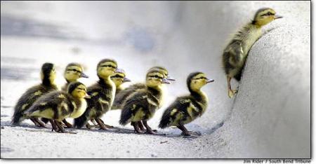 suivez moi...............ahahahahahaha